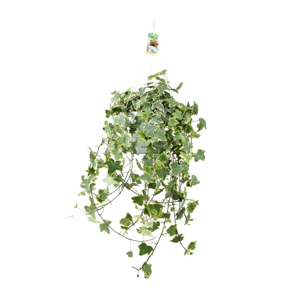 Hedera Helix Gold Child - Hang/XXL, detail van het blad