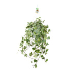 Hedera Helix Gold Child - Hang/XXL, detail van het blad
