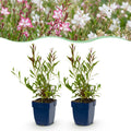 Prachtkaars Gaura duo, roze en wit, plant in pot