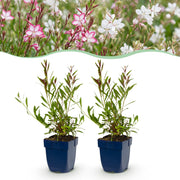 Gaura Duo - Prachtkaars - Bijen en Vlinderlokkers - Roze - Wit - 6 Planten