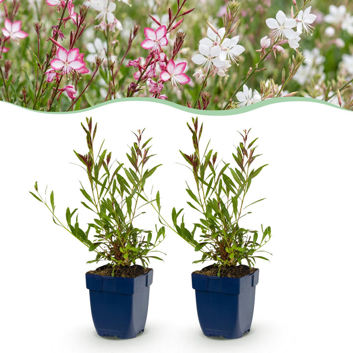 Gaura Duo - Prachtkaars - Bijen en Vlinderlokkers - Roze - Wit - 6 Planten