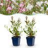 Gaura Duo - Prachtkaars - Bijen en Vlinderlokkers - Roze - Wit - 6 Planten