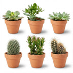 Mini Cactus & Succulenten Mix - 6 Stuks - Ø, groene bladeren