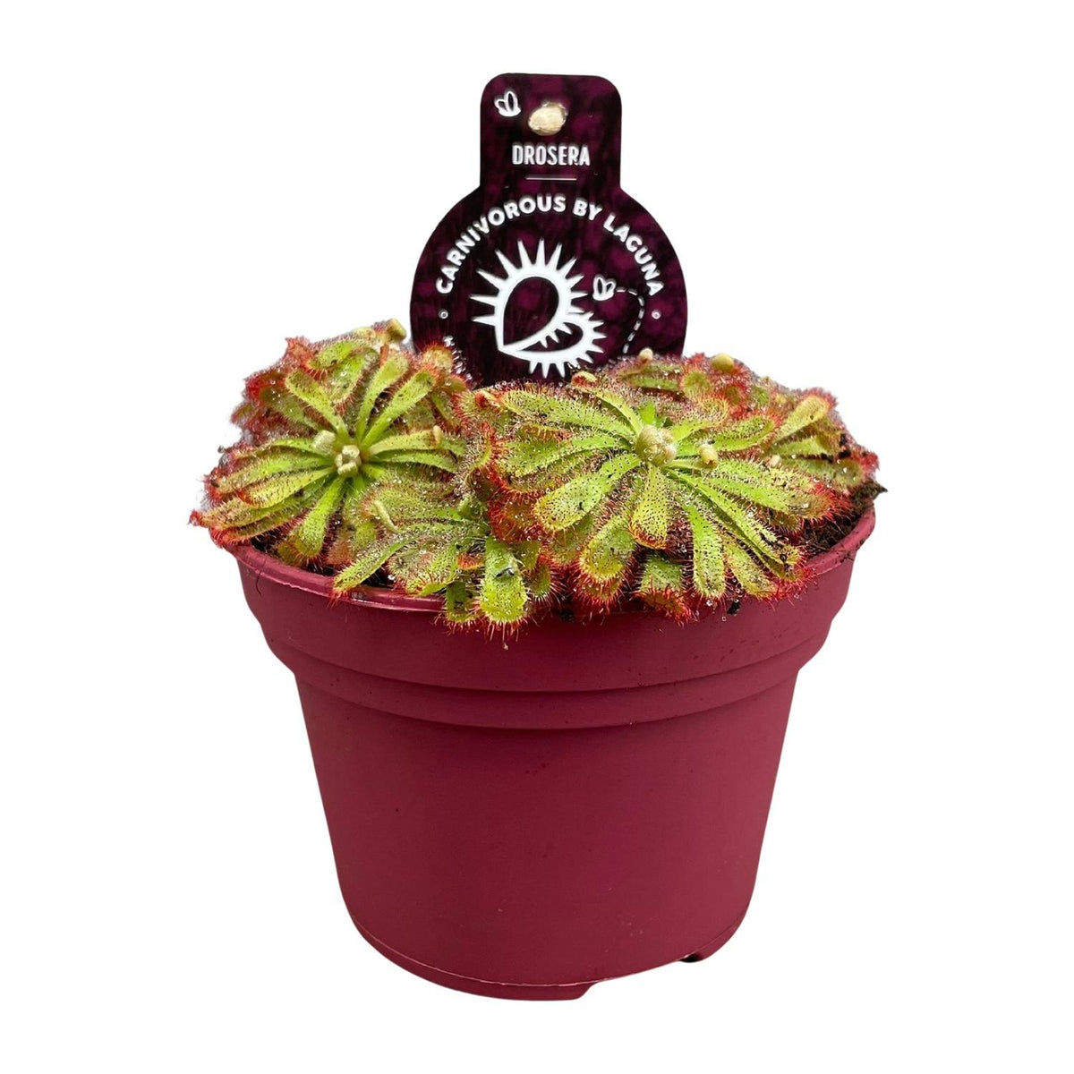Productfoto van Drosera Aliciae