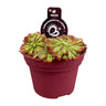 Drosera Aliciae