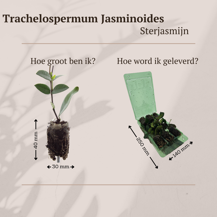 Sterjasmijn Trachelospermum jasminoides, geurig, 6 pluggen