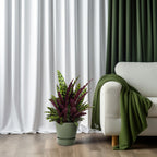 Productfoto van Calathea Lancifolia