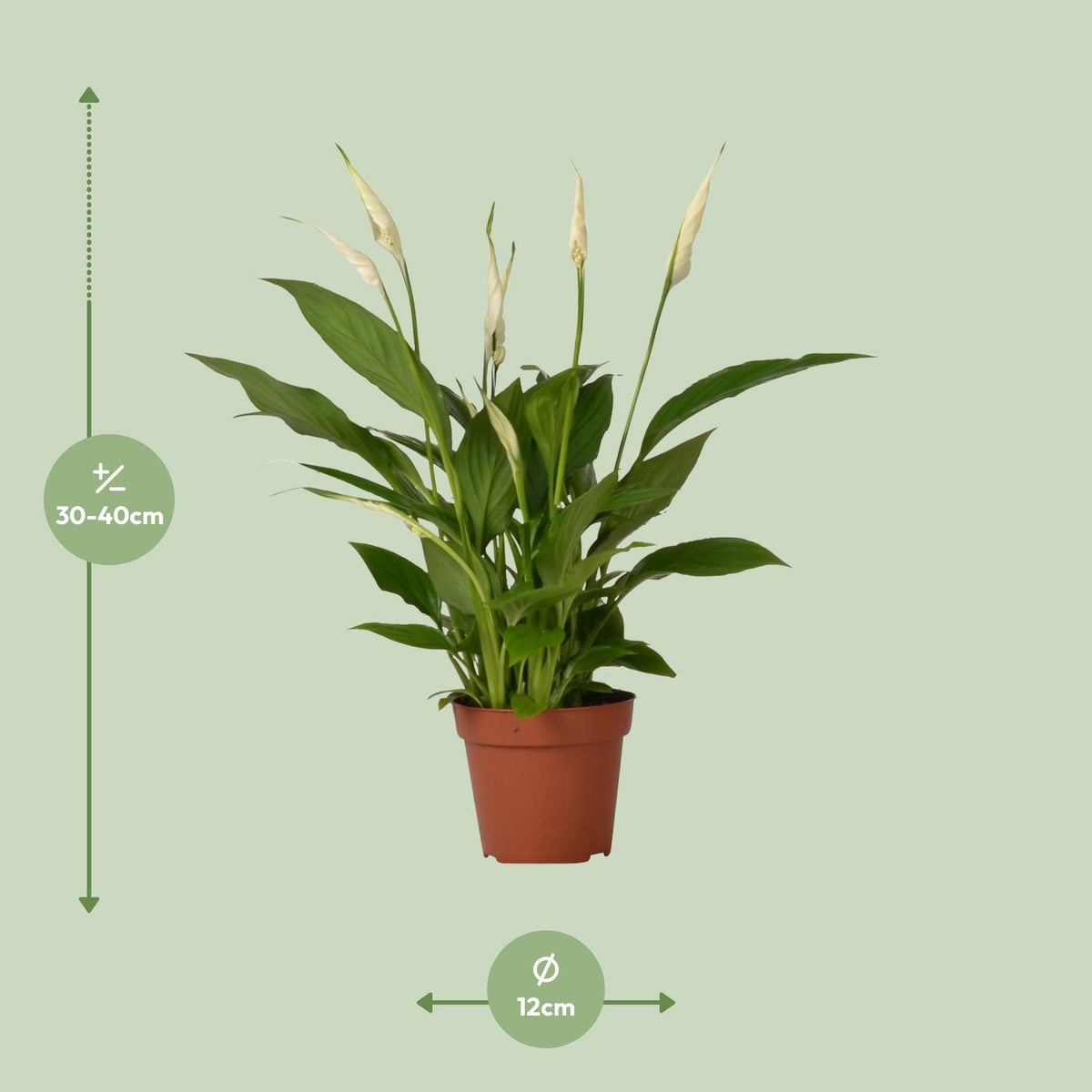Detailfoto van Spathiphyllum Bingo Cupido, lepelplant met witte schutbladen