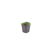 Thymus praecox &