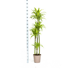 Dracaena Deremensis Lemon Lime, groene bladeren