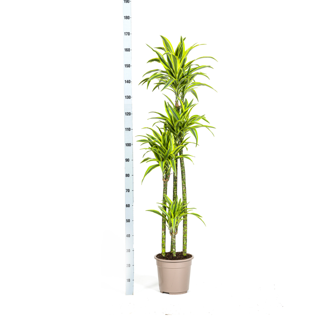 Dracaena Deremensis Lemon Lime, groene bladeren