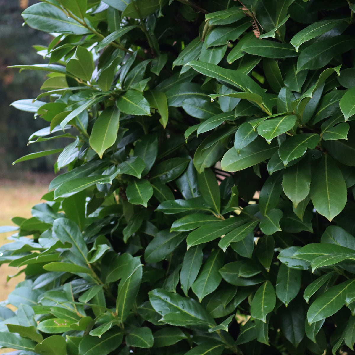 Prunus laurocerasus Novita, kenmerkend blad