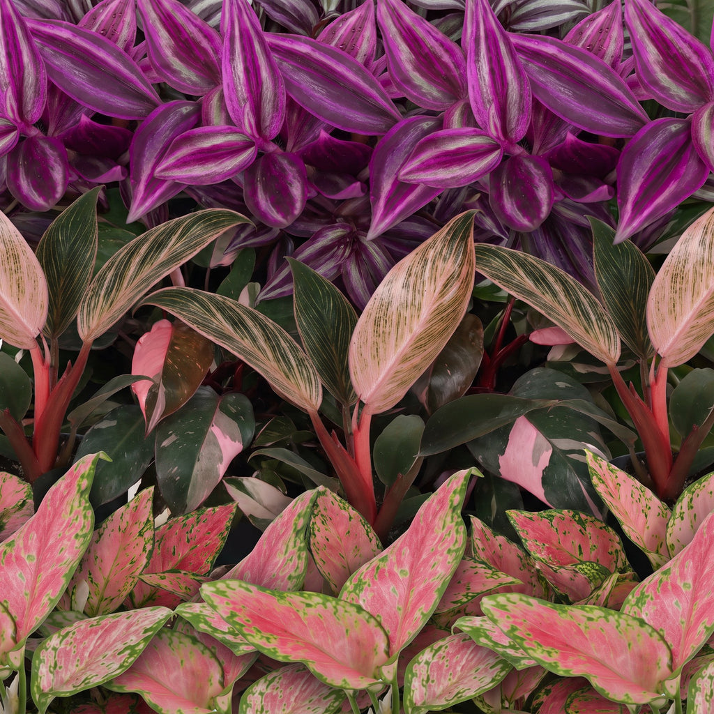 Drie tropische kamerplanten uit de Baby Paradise Mix