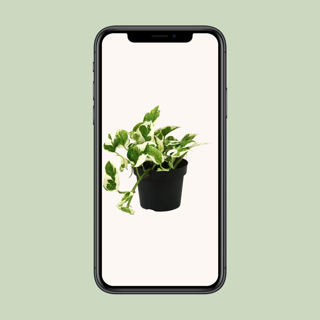 Detailfoto van Scindapsus (Epipremnum) N'joy