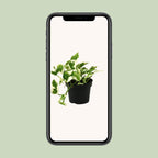 Detailfoto van Scindapsus (Epipremnum) N'joy