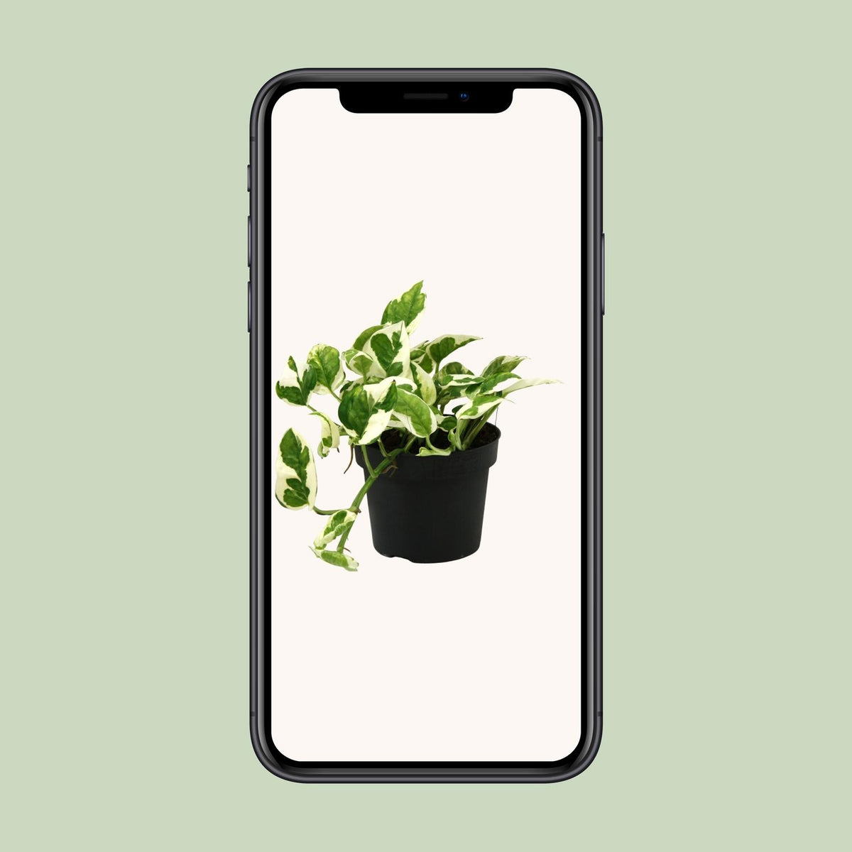 Detailfoto van Scindapsus (Epipremnum) N'joy