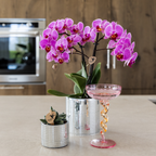 Plantenset Disco, plant in pot