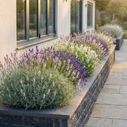 Vasteplant - Lavandula Tricolour - Lavendel - Geurend - Blauw - Roze - Wit - 12 Planten - Pot 11cm - Hoogte 15-25cm