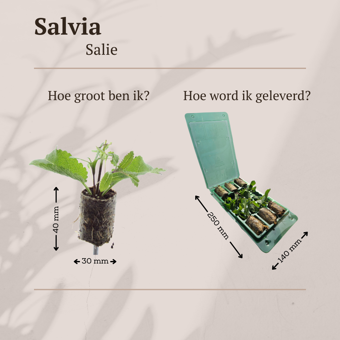 Salvia – 6 Pluggen | Kweek & Geniet van Prachtige Salvia, plant in pot
