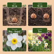Bloembollen voor de droge tuin, Dry Garden mix, foto 4