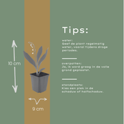 Convallaria majalis