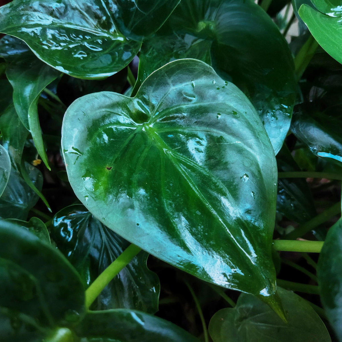 Alocasia Cucullata, groeiwijze van de plant