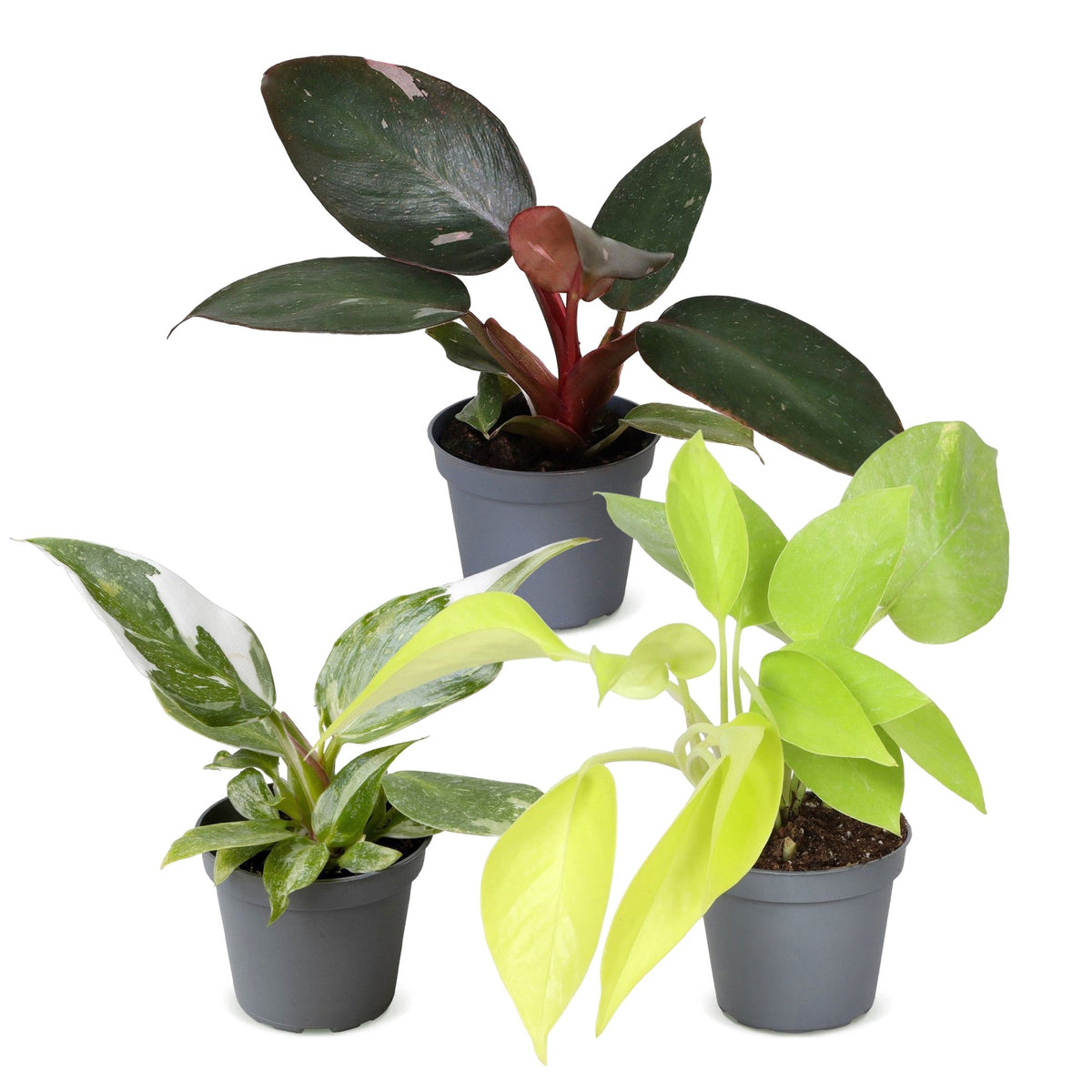 3x Baby Philodendron Tricolour - Wit - Roze - Geel - Groen - Tropisch - Ø6cm - ↕10-15cm, detail van het blad