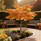 Acer palmatum Sangokaku, 35 cm hoog, groeiwijze van de plant