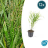 12x Hakonechloa macra