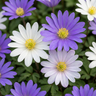 Griekse anemoon Anemone blanda mix bloembollen