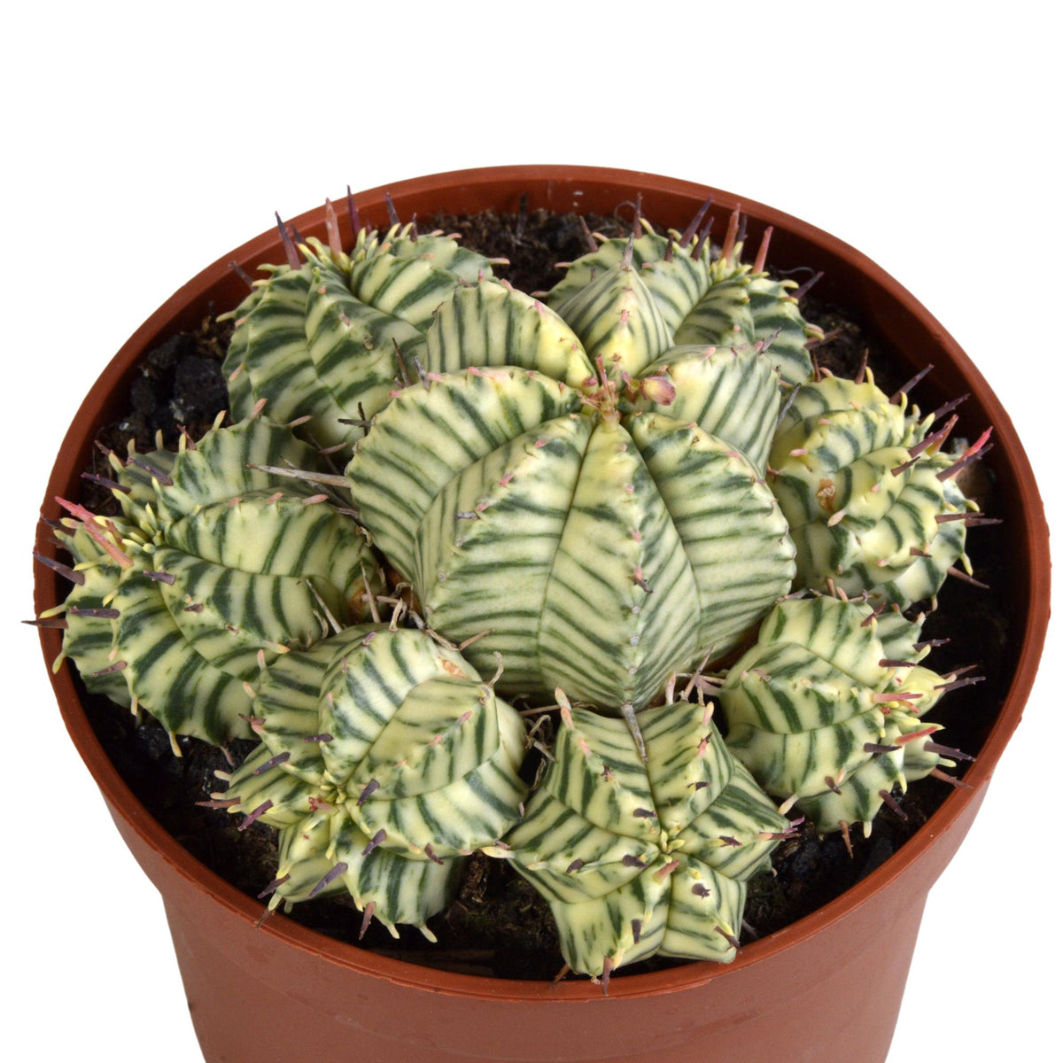 Euphorbia meloformis variegata - clay, detail van het blad
