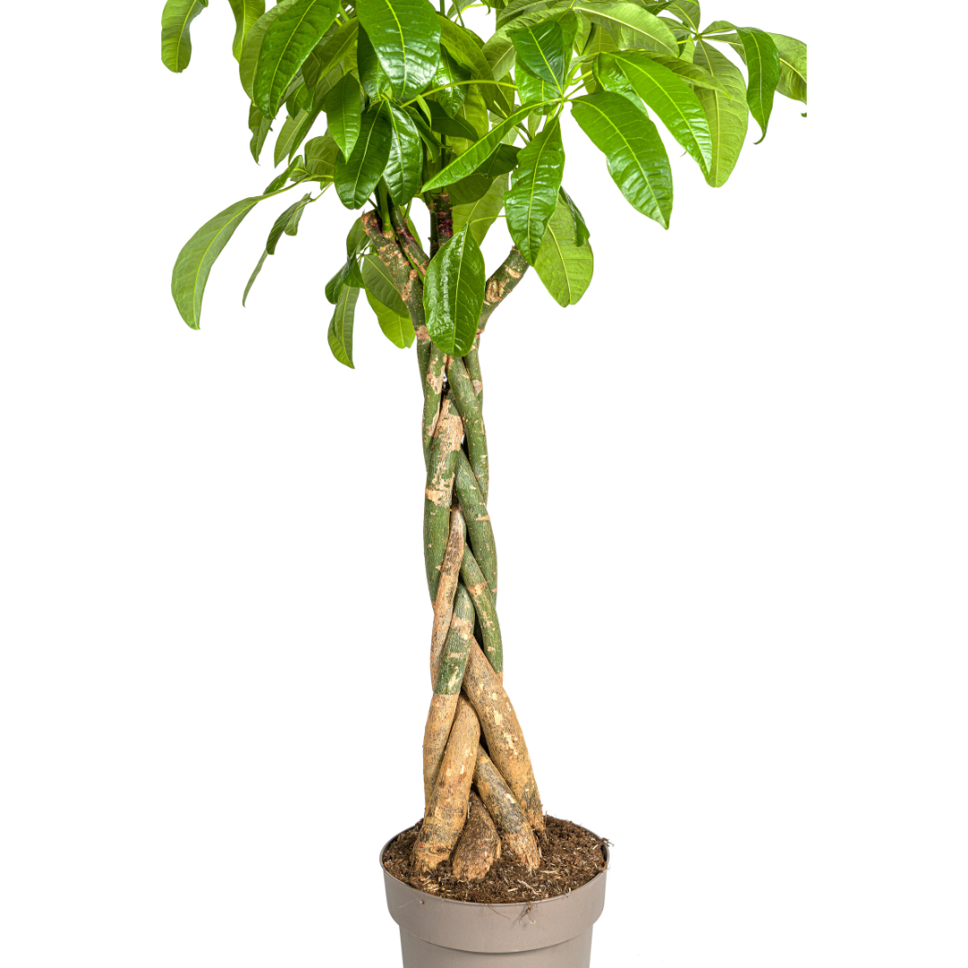 Pachira Aquatica, groene bladeren