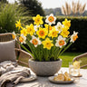 Narcis Large Cupped mix