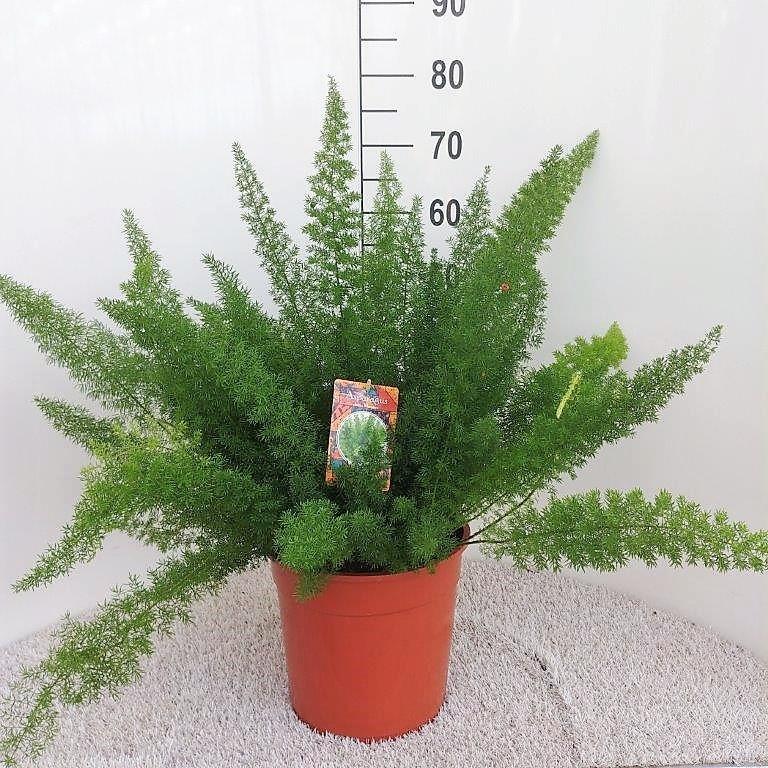 Asparagus D. Meyers, kenmerkend blad