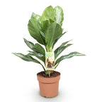 Aglaonema Silver Bay, 70-75 cm hoog, compacte plant