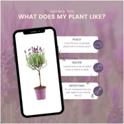 Lavandula stoechas Anouk® op stam