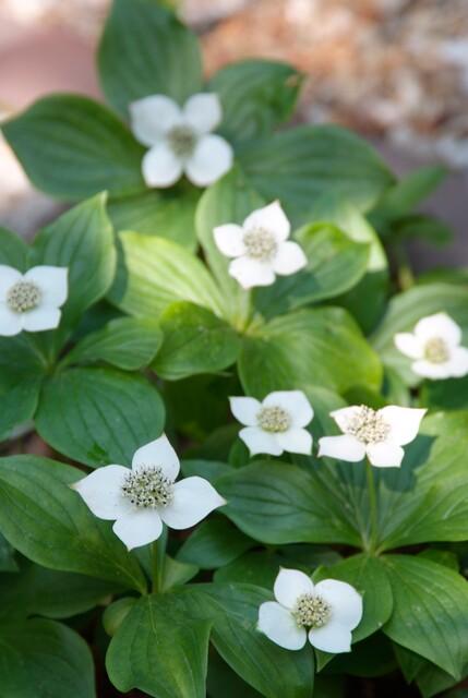 Cornus canadensis, groene bladeren