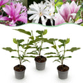 Magnolia Tricolour, plant in pot