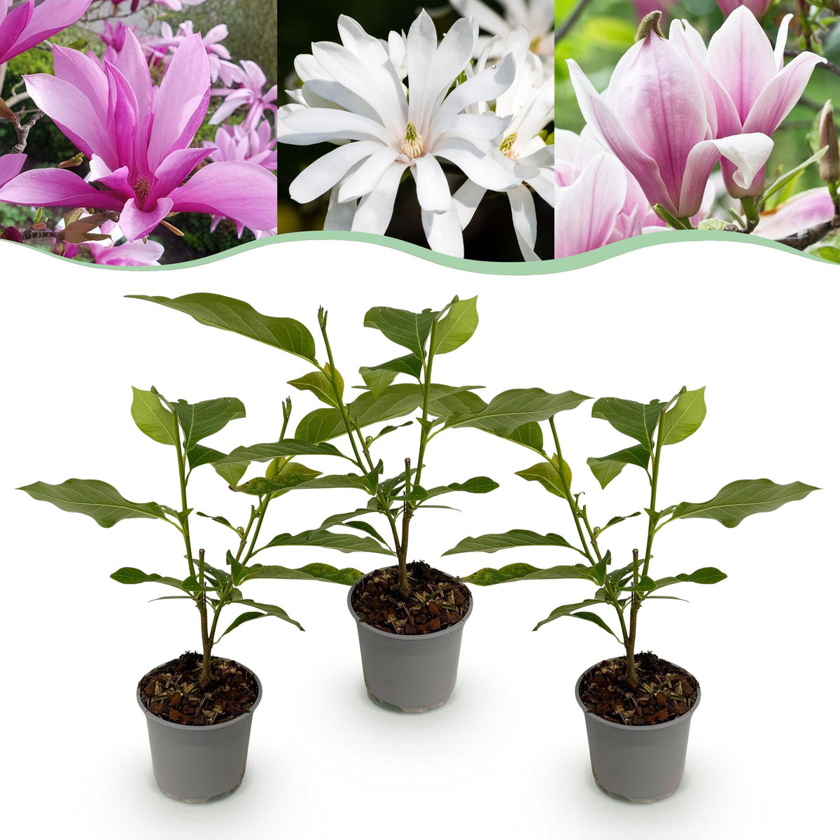 Magnolia Tricolour, plant in pot