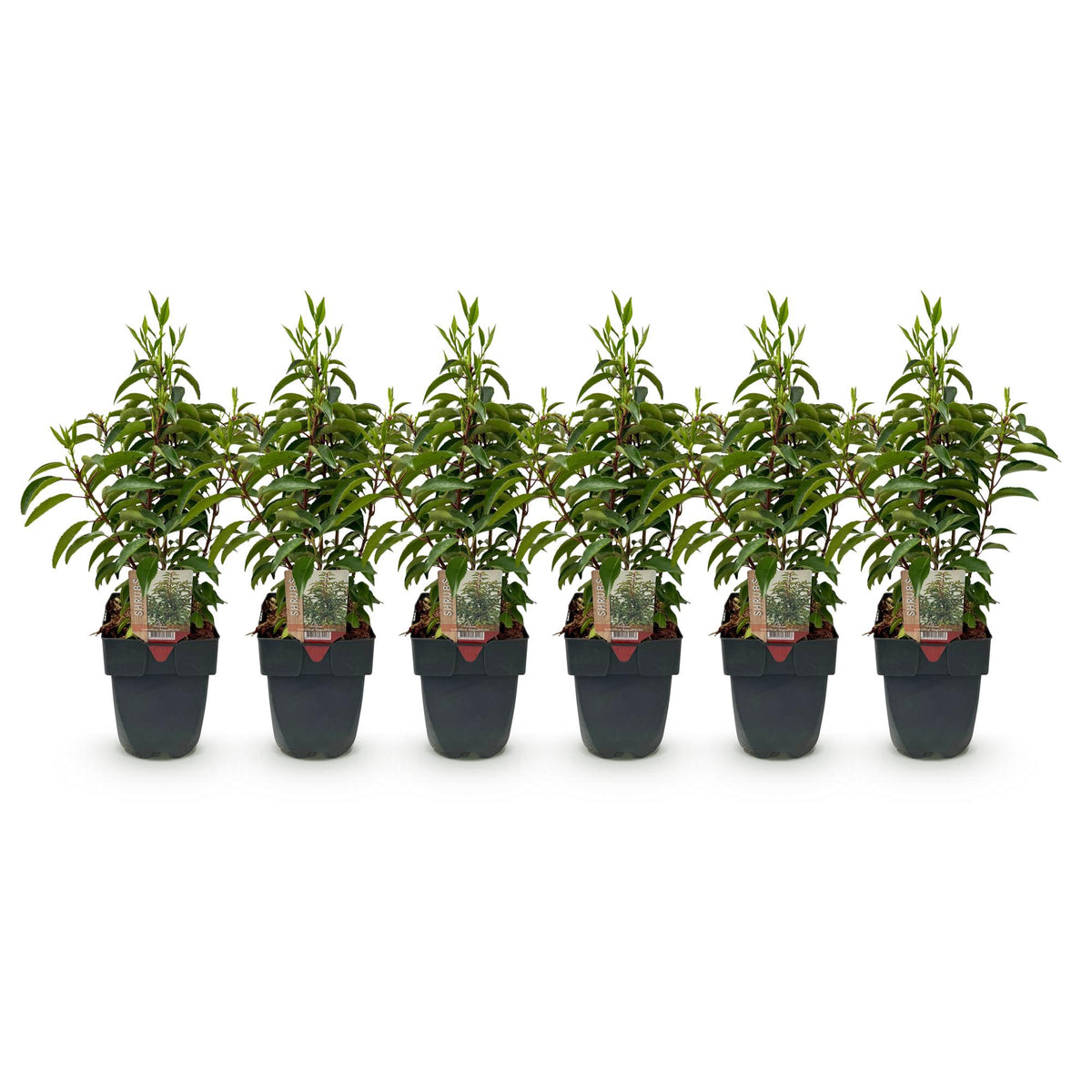 6x Prunus lusitanica Angustifolia, groeiwijze van de plant