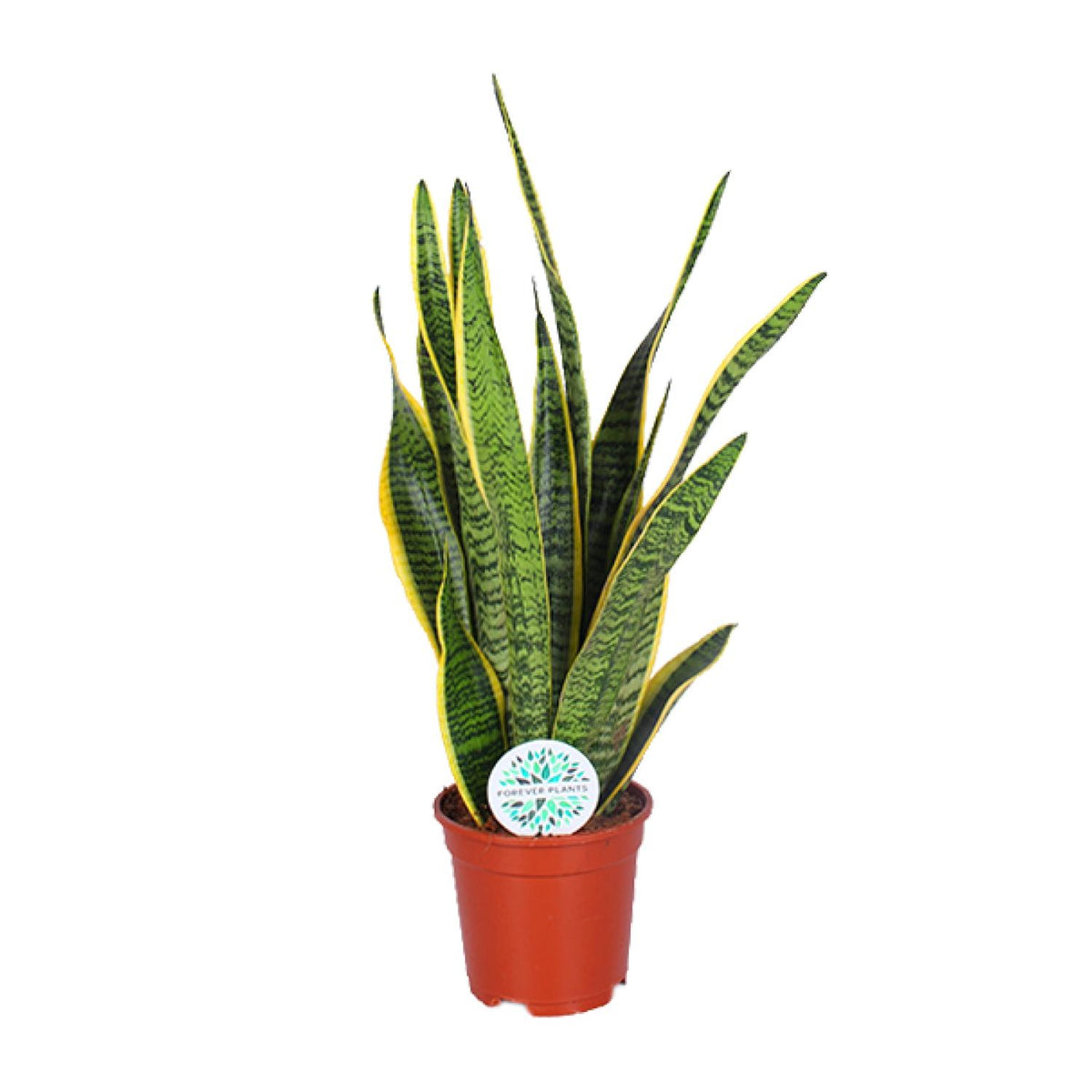 Productfoto van Sansevieria Trifasciata Laurentii