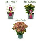 Hortensia Hydrangea Magical Teusday & Saphire, groeiwijze van de plant
