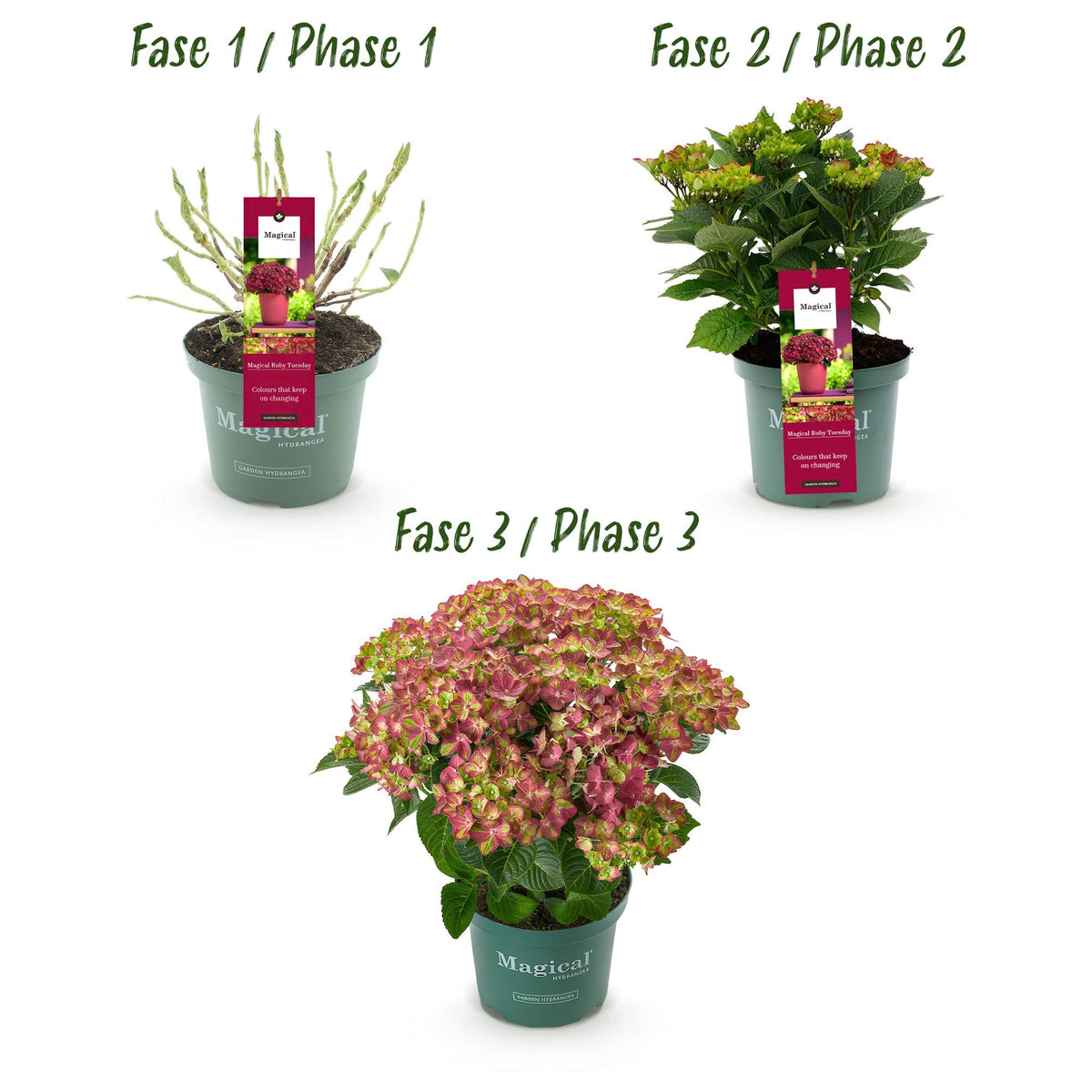 Hortensia Hydrangea Magical Teusday & Saphire, groeiwijze van de plant