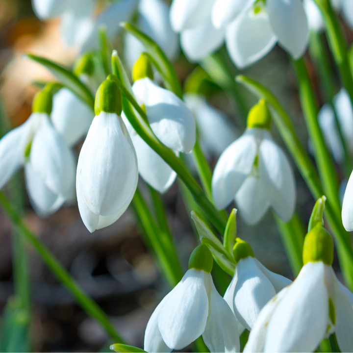 Sneeuwklokjes Galanthus nivalis bloembollen, wit, 30 stuks