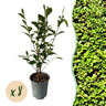 Ligustrum ovalifolium