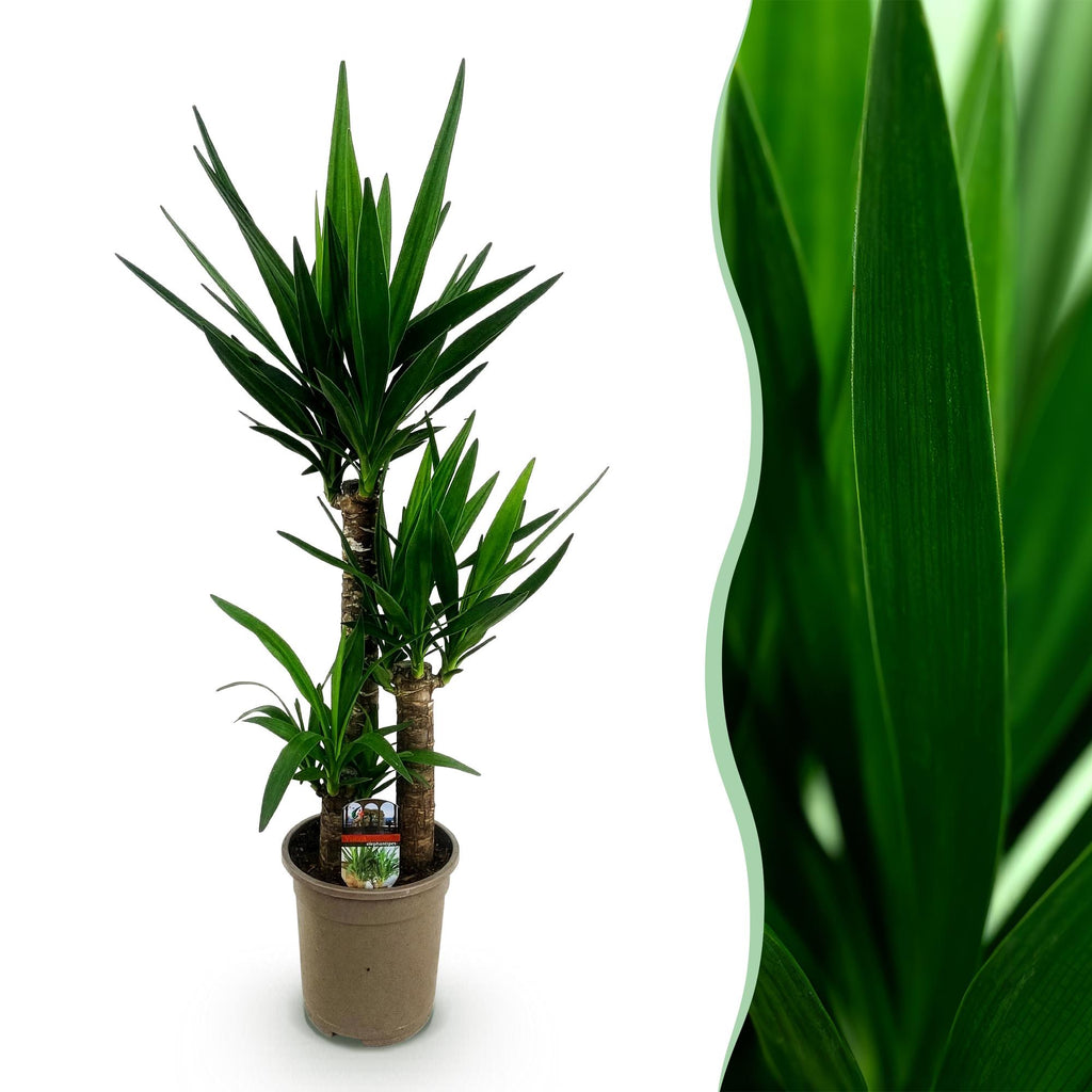 Yucca elephantipes, 100 cm hoog, sterke plant