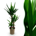 Yucca elephantipes, 100 cm hoog, sterke plant