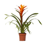 Productfoto van Guzmania Variada