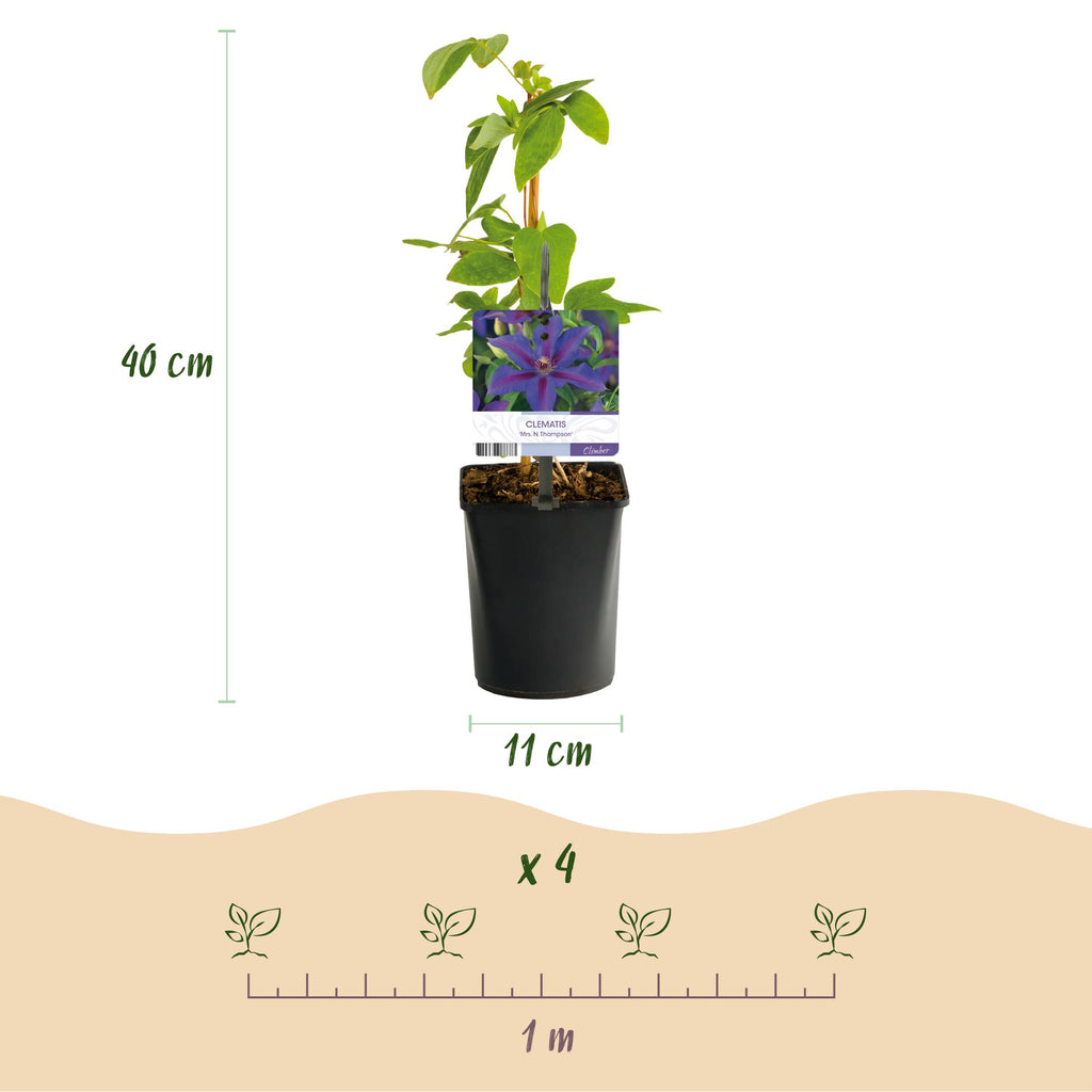 Productafbeelding van Pureplant