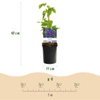 Productafbeelding van Pureplant